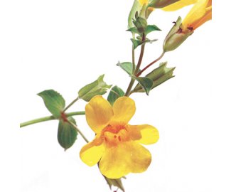 FLEUR DE BACH Mimulus 20 mL