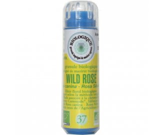 WILD ROSE en granules 6g