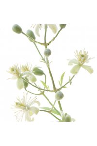 FLEUR DE BACH Clematis 20ml