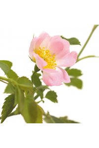 FLEUR DE BACH Wild rose 20ml